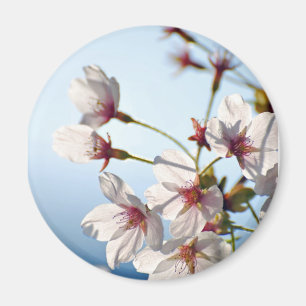 Imã Flores de cerejeira retroiluminadas