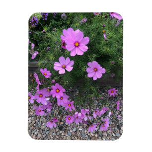 Ímã Flores de Cosmos com seixos Em um