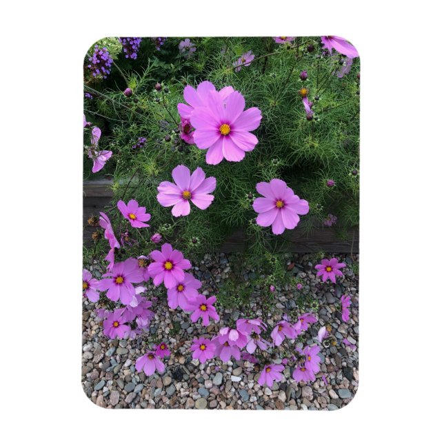 Ímã Flores de Cosmos com seixos Em um (Vertical)