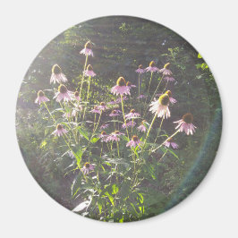 Imã Flores de Echinacea ao Sol