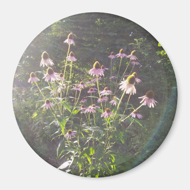 Imã Flores de Echinacea ao Sol (Frente)