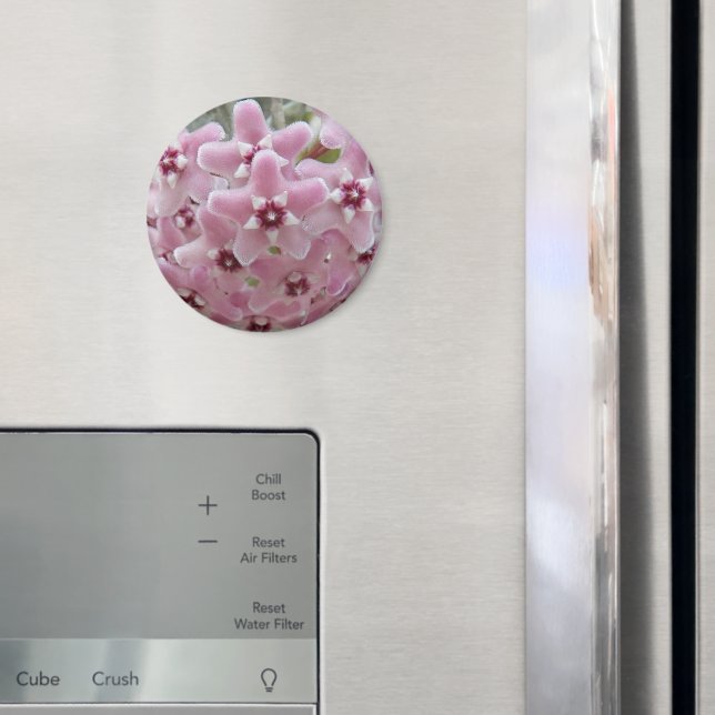 Imã Flores De Fábrica De Hoya Rosa Floral (In Situ (Fridge))