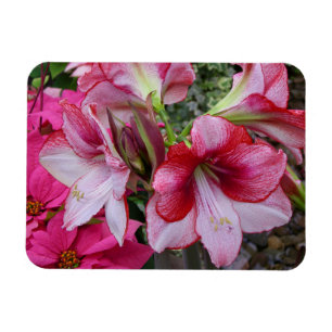 Ímã Flores de Férias Vermelhas Amaryllis e Poinsettia