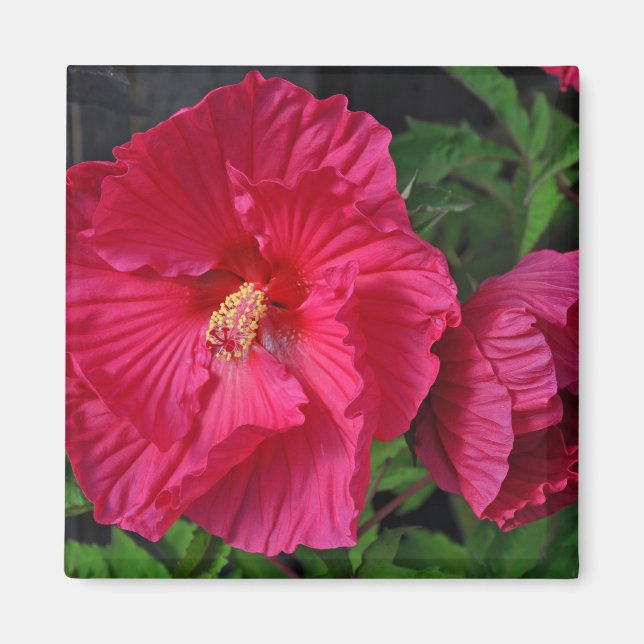 Imã Flores de hibisco rosa (Frente)
