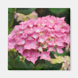 Imã Flores de hidrangea cor-de-rosa