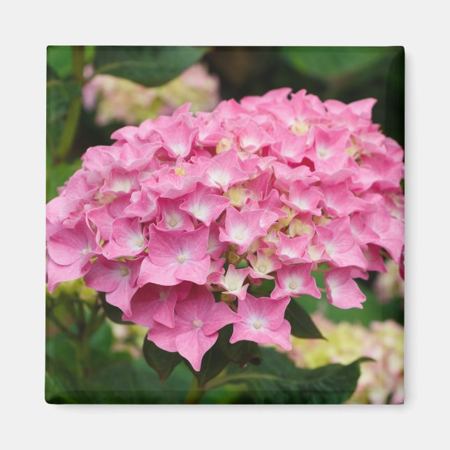 Imã Flores de hidrangea cor-de-rosa (Frente)