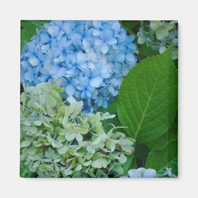 Imã Flores de Hydrangea (Frente)
