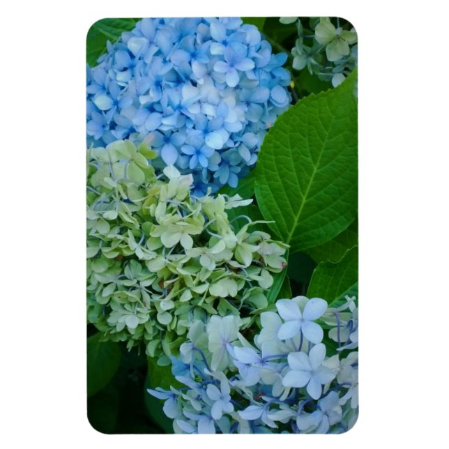 Ímã Flores de Hydrangea (Vertical)