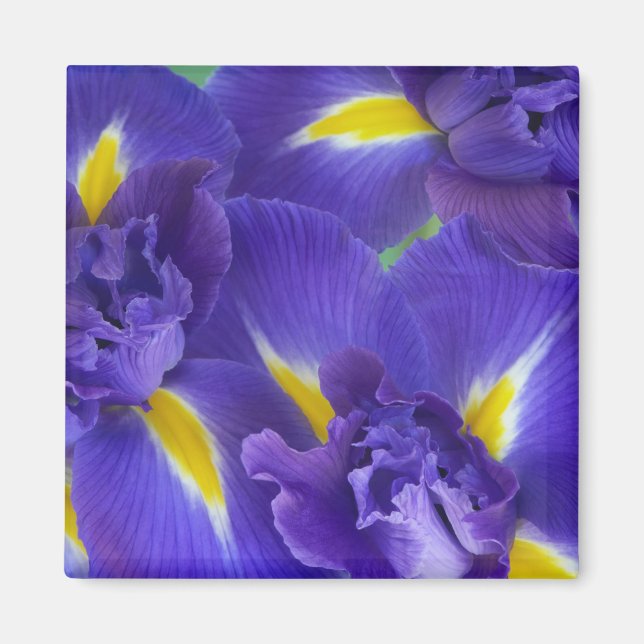 Imã Flores de íris (Frente)