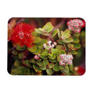 Ímã Flores de Lehua no Parque Nacional dos Vulcões do