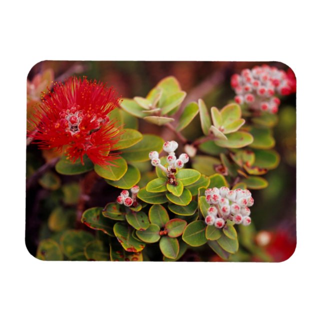 Ímã Flores de Lehua no Parque Nacional dos Vulcões do  (Horizontal)