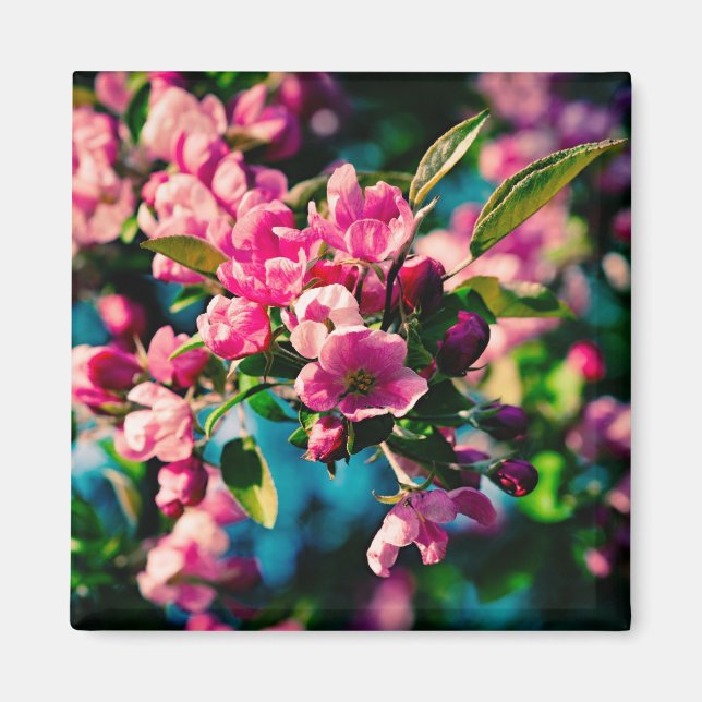 Imã Flores De Maçã De Caranguejo Rosa (Frente)