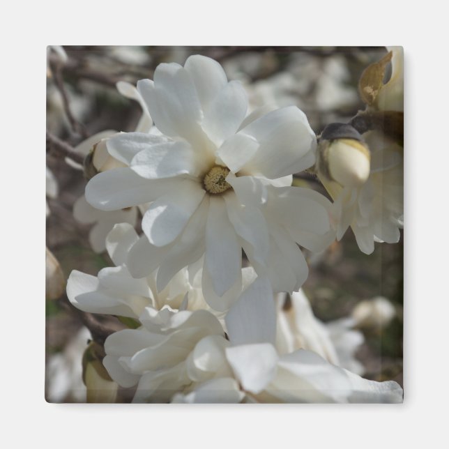 Imã Flores de Magnólia Estrela (Frente)