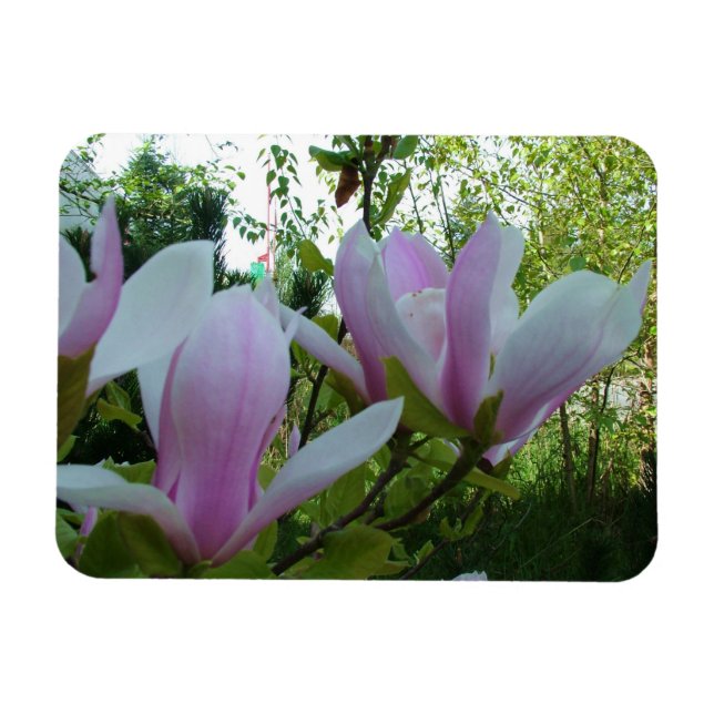 Ímã Flores de magnólia púrpura primavera (Horizontal)