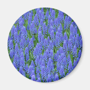 Imã Flores de muscari azuis bonito