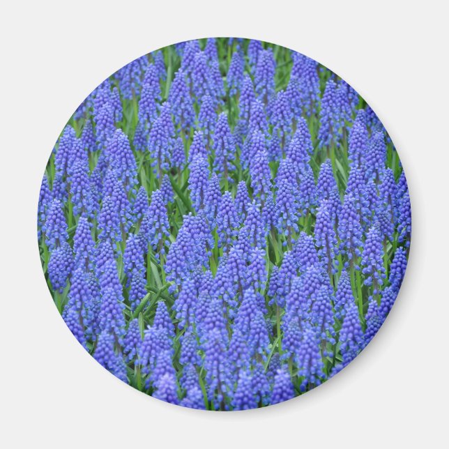 Imã Flores de muscari azuis bonito (Frente)