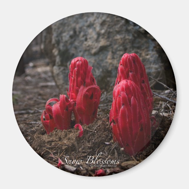 Imã Flores de Neve (Frente)