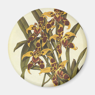 Imã Flores de Orquídea Odontoglossum Tropicais Vintage