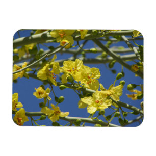 Ímã Flores de Palo Verde