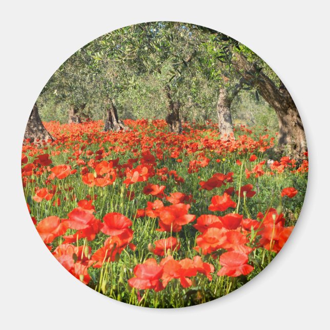 Imã Flores de papoila vermelha sob oliveiras antigas (Frente)