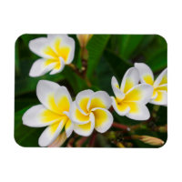 Flores de Plumeria close-up, Havaí