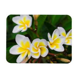 Ímã Flores de Plumeria close-up, Havaí