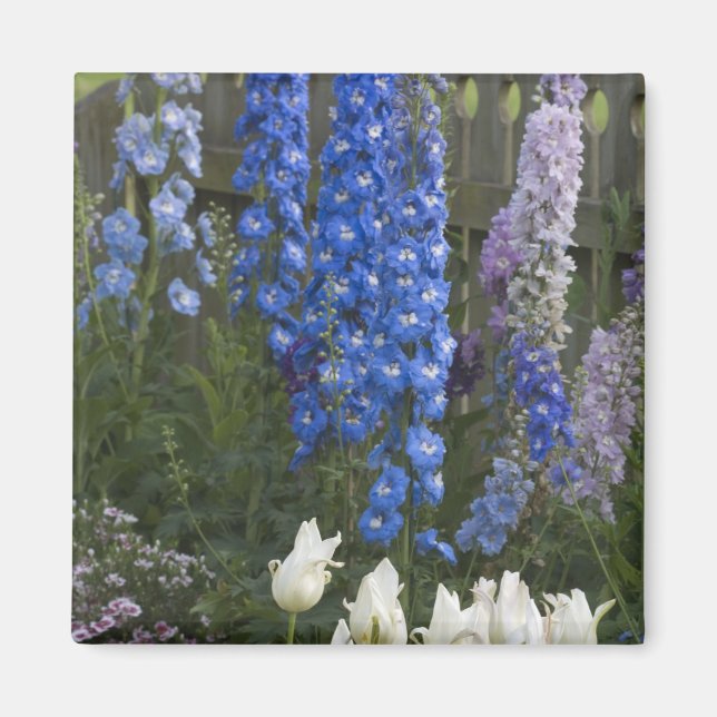 Imã Flores de primavera ao longo de um caminho de jard (Frente)
