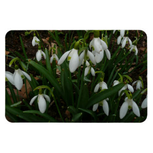 Ímã Flores de primavera Brancas I (Galanthus)
