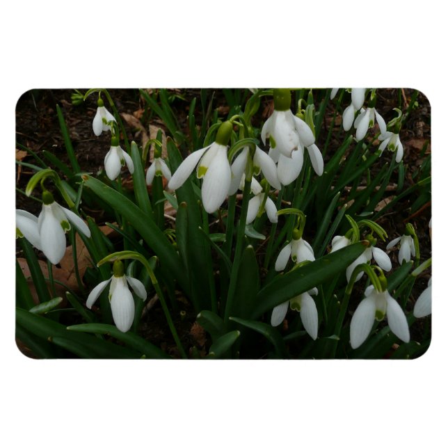 Ímã Flores de primavera Brancas I (Galanthus) (Horizontal)