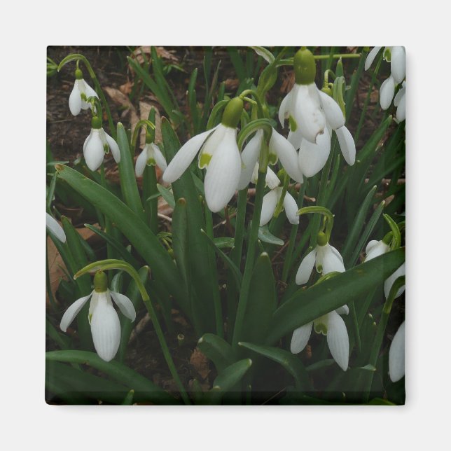 Imã Flores de primavera Brancas I (Galanthus) (Frente)