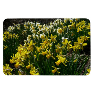 Ímã Flores de primavera de Daffodils Amarelos e Branco
