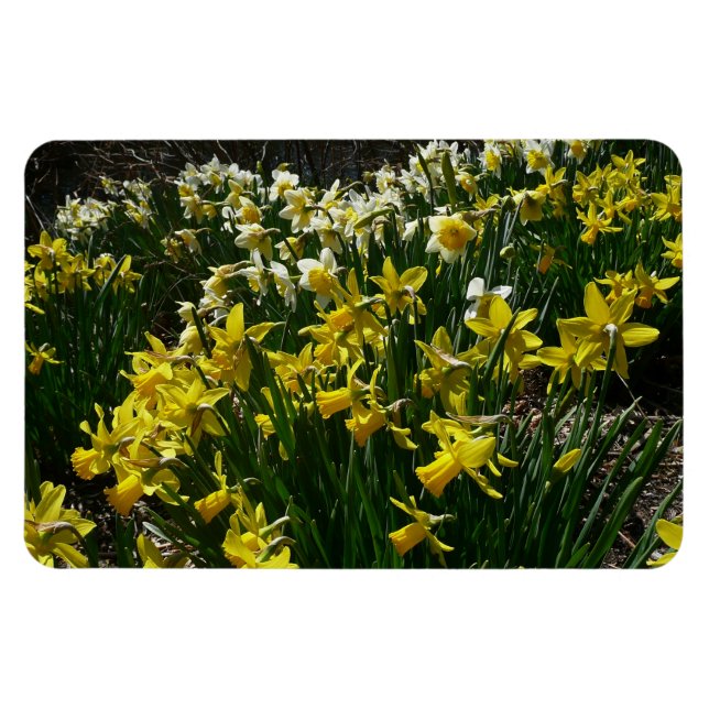 Ímã Flores de primavera de Daffodils Amarelos e Branco (Horizontal)