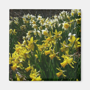 Imã Flores de primavera de Daffodils Amarelos e Branco