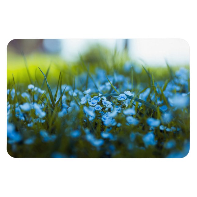 Ímã Flores de primavera no campo (Horizontal)