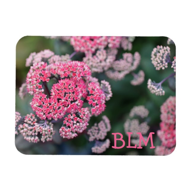 Ímã Flores de Stonecup da Borboleta Rosa e Branca (Horizontal)