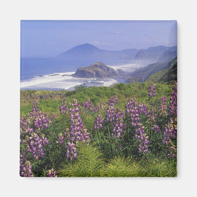 Imã Flores de tremoço e costa acidentada ao longo (Frente)