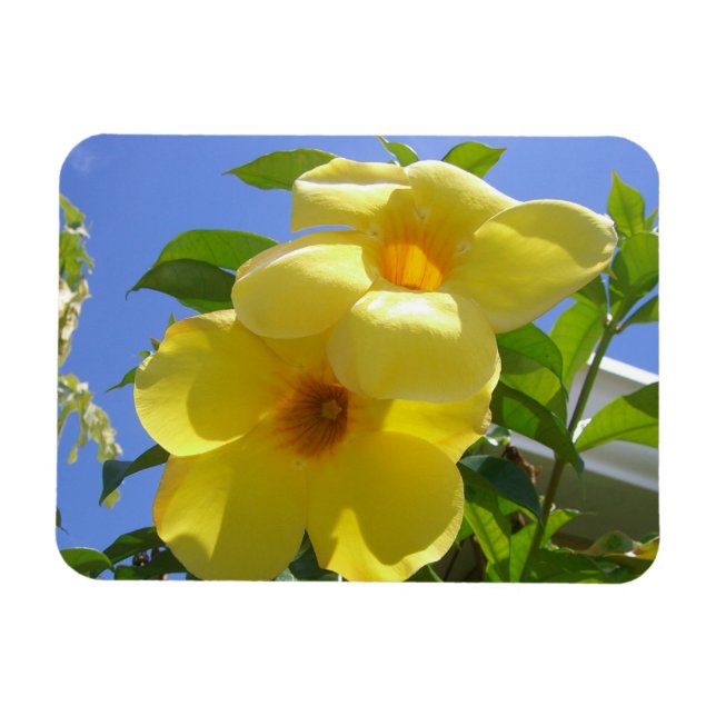 Ímã Flores de Trombeta Dourada I (Horizontal)