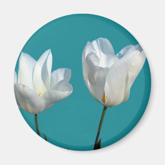 Imã flores de tulipa branca em fundo azul aqua