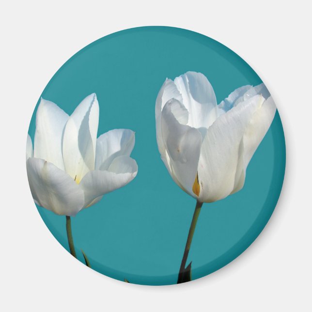 Imã flores de tulipa branca em fundo azul aqua (Frente)
