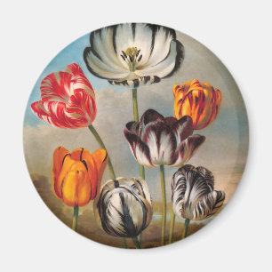 Imã Flores de Tulipa Variegada Antiga em uma Paisagem