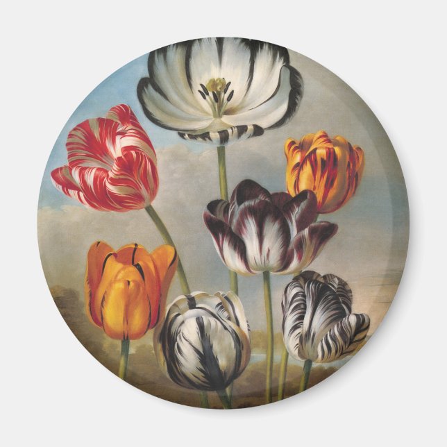 Imã Flores de Tulipa Variegada Antiga em uma Paisagem (Frente)