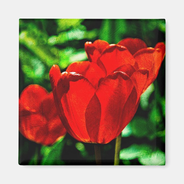 Imã Flores de tulipas vermelhas (Frente)