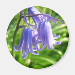 Imã Flores do Bluebell - ímã