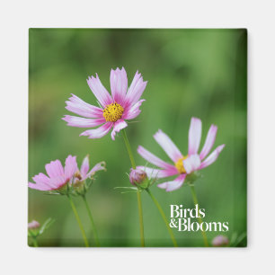 Imã Flores do cosmos