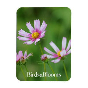 Ímã Flores do cosmos
