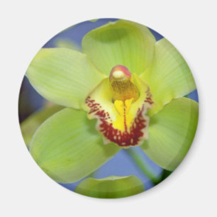 Imã Flores do Cymbidium do limão