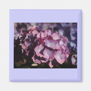 Imã Flores do Hydrangea