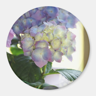 Imã Flores do Hydrangea