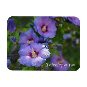 Ímã Flores do Jardim do Hibisco Roxo Pensando em você