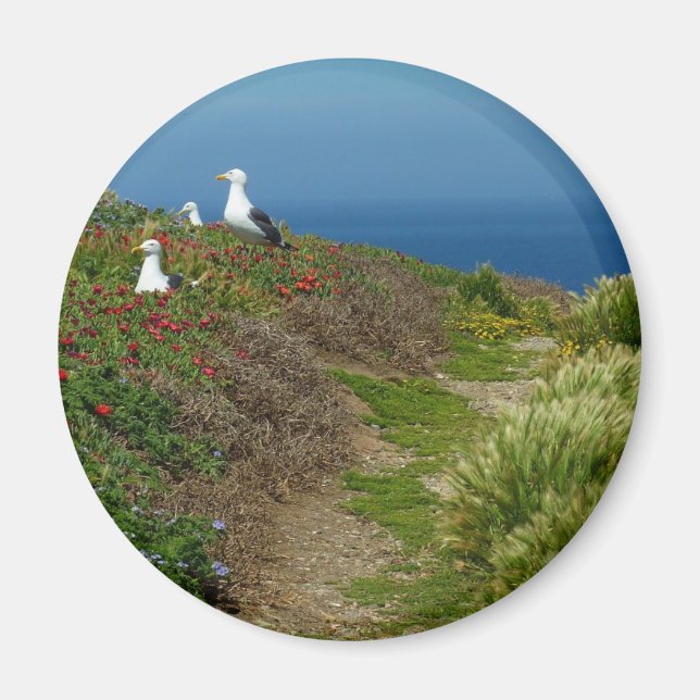Imã Flores e gaivotas na Ilha Anacapa (Frente)